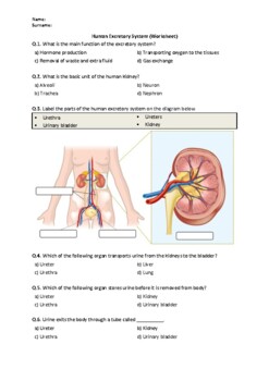 Preview of Human Body: Excretory System - Worksheet | Easel Activity & Printable PDF