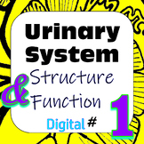 Human Excretory / Urinary System Structure & Function #1 D