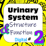Human Excretory / Urinary System Structure & Function #2 D