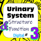 Human Excretory / Urinary System Structure & Function #3 D