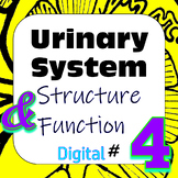 Human Excretory / Urinary System Structure & Function #4 D