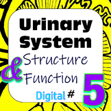 Human Excretory / Urinary System Structure & Function #5 D