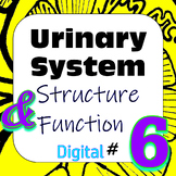 Human Excretory / Urinary System Structure & Function #6 D
