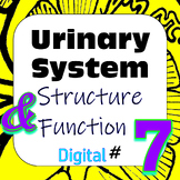 Human Excretory / Urinary System Structure & Function #7 D