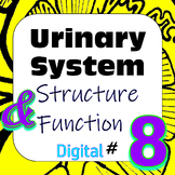 Human Excretory / Urinary System Structure & Function #8 D