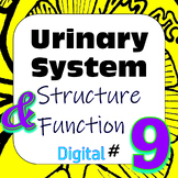 Human Excretory / Urinary System Structure & Function #9 D