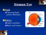 Human Eye Anatomy Notes (PowerPoint)