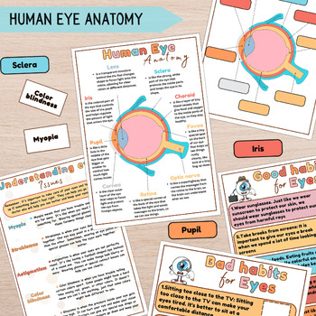 Preview of Human Eye Anatomy Printable Activity for Kids, Eye Organ Diagram Biology Game