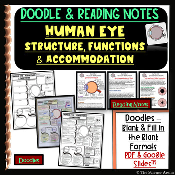 Preview of Human Eye Doodle on Eye Structure, Functions, Accommodation with Reading Notes