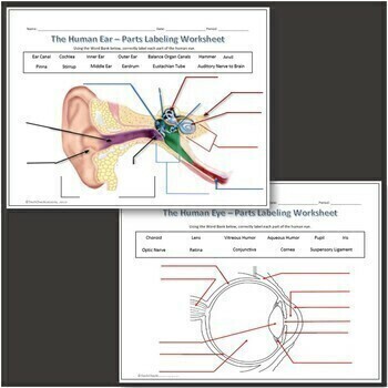 Preview of Human Eye & Ear Diagram Labeling Science Worksheet for Google Slides