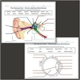 Human Eye & Ear Diagram Labeling Science Worksheet for Goo
