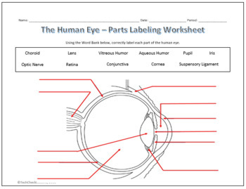 Human Eye Ear Diagram Labeling Worksheet Science By Techcheck Lessons