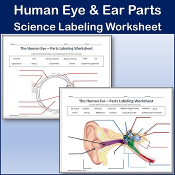 Preview of Human Eye & Ear Diagram Labeling Worksheet - Science | Biology