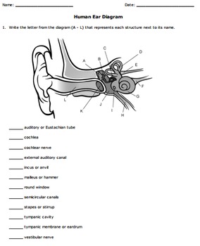 Preview of Human Eye and Ear Diagrams