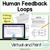 Human Feedback Loops Readings and Digital Drag and Drop Activity