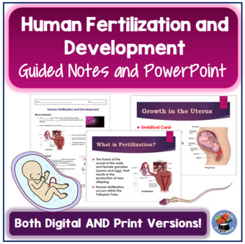Preview of Human Fertilization and Development Guided Notes and PowerPoint