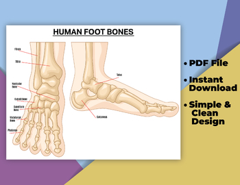 Preview of Human Foot Bones Poster Decor (Printable), Foot Anatomy Art Labeled Foot Bones.
