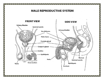 Human Growth and Development: Male and Female Reproductive Systems Diagrams