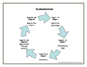 Preview of Human Growth and Development: The Menstrual Cycle Graphic Organizer