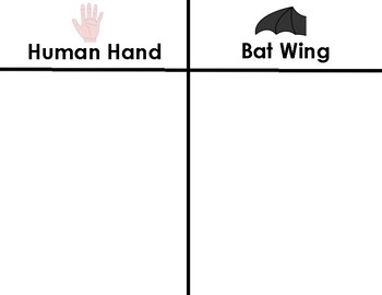 Bat Comparison Chart