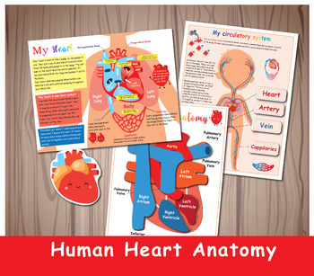 Preview of Human Heart Anatomy Activity, Kids Circulatory System,  Heart Matching Game.