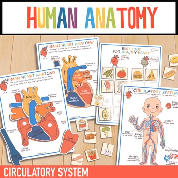 Preview of Human Heart Anatomy Study Bundle Circulatory System | Organs Activities