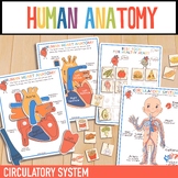 Human Heart Anatomy Study Bundle Circulatory System | Orga