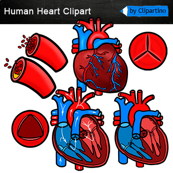 Preview of Human Heart Clip Art /Human organs clipart/ Science clip art/ Commercial use
