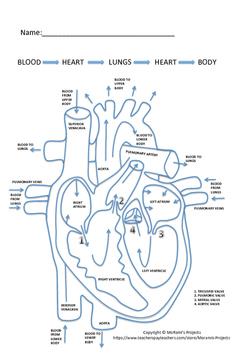 Preview of Human Heart Diagram