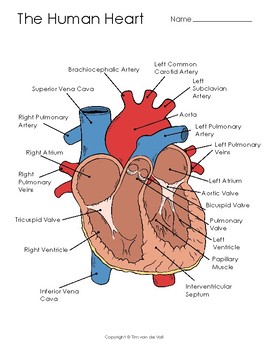 Human Heart Diagram, Coloring Page, and Illustration by Tim's Printables