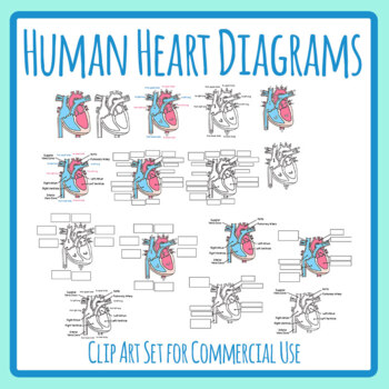 clipart heart medical diagram human