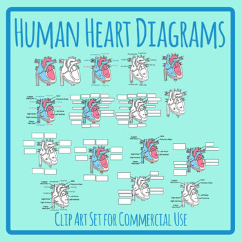clipart heart medical diagram human
