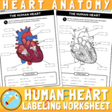 Human Heart Parts Labeling Worksheet | Heart Diagram to Color