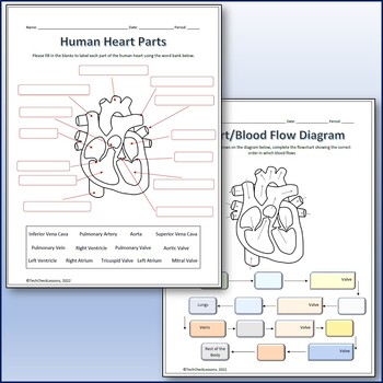 human heart parts and blood flow labeling worksheets diagram graphic organizer