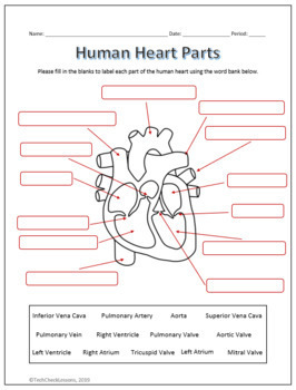 human heart parts and blood flow labeling worksheets diagram graphic organizer