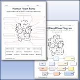 Human Heart Parts and Blood Flow Labeling Worksheets - Dia
