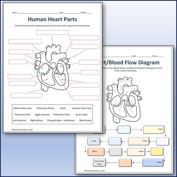 Preview of Human Heart Parts and Blood Flow Labeling Worksheets - Diagram + Vocab Quiz!