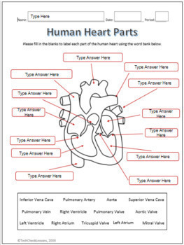 Human Heart Parts and Blood Flow Labeling Worksheets for Google Slides