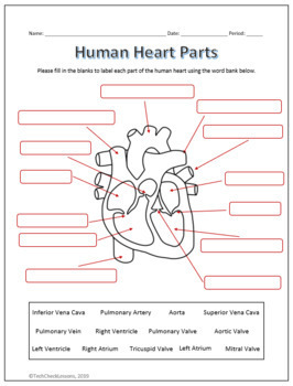 Human Heart Parts and Blood Flow Labeling Worksheets - Diagram/Graphic
