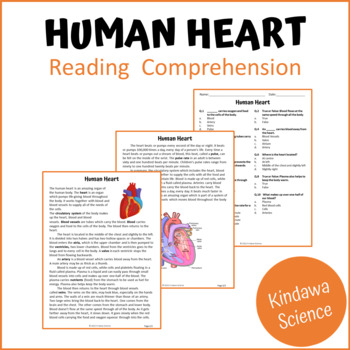 Preview of Human Heart Reading Comprehension Passage and Questions - PDF