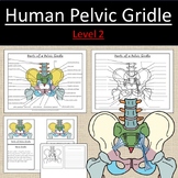 Human Hips, Pelvic Girdle Anatomy Bones Science Level 2 El