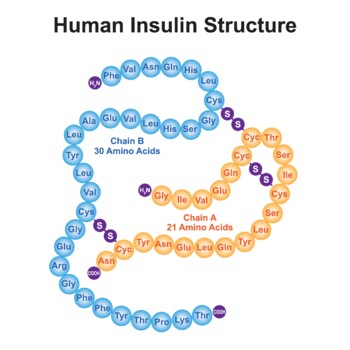 Preview of Human Insulin Structure.