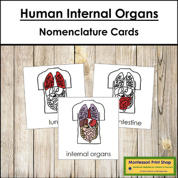 Preview of Human Internal Organs 3-Part Cards (red highlights) - Montessori Nomenclature
