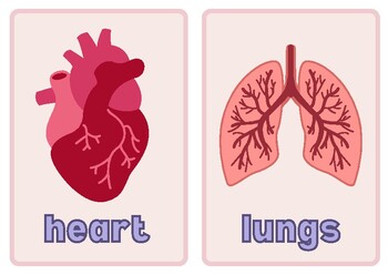 Preview of Human Internal Organs Flashcards for Preschool, Kindergarten, or Homeschooling