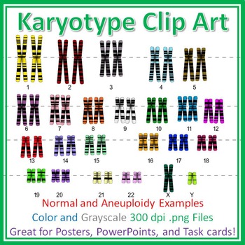 Preview of Human Karyotype Chromosome Clip Art: Diagrams for Posters, Quizzes, Task Cards