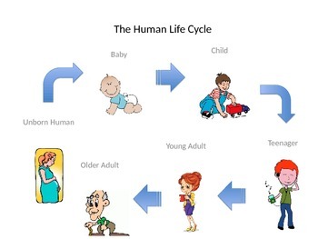 Human Life Cycle by Shannon's School Shop | Teachers Pay Teachers