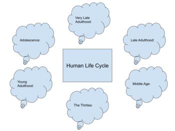 Preview of Human Life Cycle Chart Child/Family Development