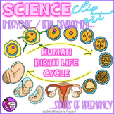Human Birth Life Cycle Realistic Clip Art Fetal development
