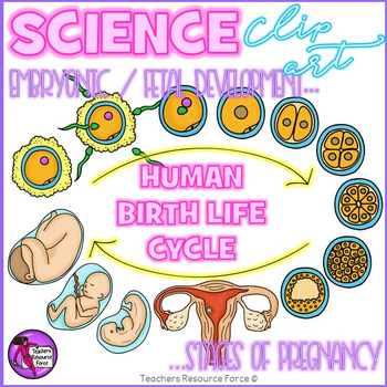Preview of Human Birth Life Cycle Realistic Clip Art Fetal development