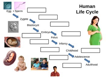 Human Life Cycle / Learn Human Life Cycle - PDF Worksheet #kids # ...